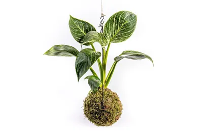 Obrázek produktu pro Gardners Kokedama Philodendron White Measure (L)