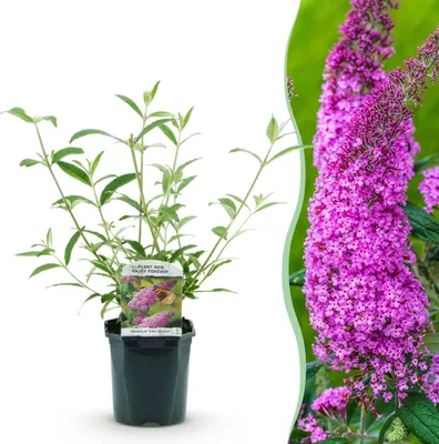 Produktbild von Schmetterlingsstrauch - Buddleja davidii Pink Delight - Blüte Rosa - 1 Pflanze - Laubabwerfend - Schmetterlingsanziehend - 25-40cm - Ø18cm - Gartenpflanze