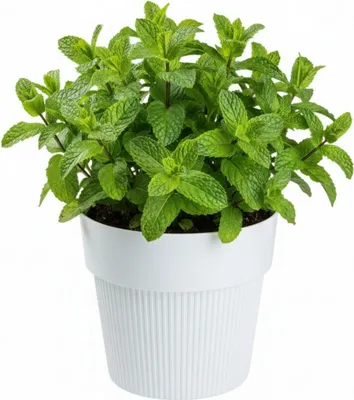 Image de HowHomely | Pot de fleurs - Jardinière - blanc - 13 x 16 cm - Structure rainurée - En matériau recyclé - Pratique