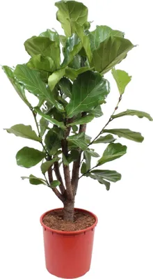 Zdjęcie produktu dla Trendyplants - Ficus Lyrata rozgałęziony - Roślina tytoniu - Roślina domowa - Wysokość 140-160 cm - Rozmiar doniczki Ø24 cm