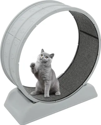 Produktbild von Katzen Laufrad - Fitnessrad für Wohnungskatzen - 80 cm Durchmesser - Leises Laufgeräusch - Matte Oberfläche - Großes Trainingsspielzeug - Grau