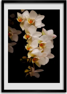 Produktbild von Bild - Bilderrahmen - Foto - 70 cm x 100 cm - MDF - Rahmen - Wandkunst - Orchidee