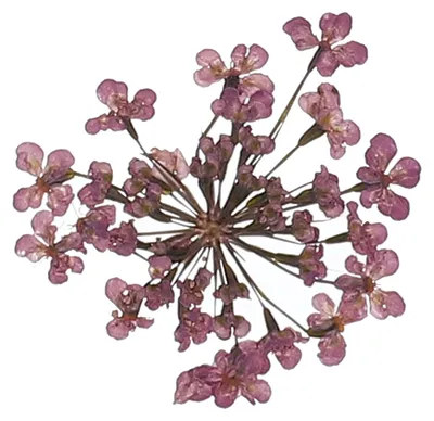 Gepresste Blumen 24 Stk., 2–2,5 cm, echte Spitzenblumen, lila