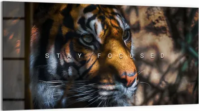 Produktbild von DEQOART Glasbild Echtglas 100x50 cm 'Fokus des Raubtiers' Wandbild Bild modern Deko