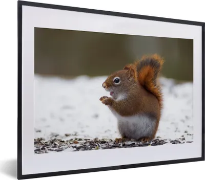 Produktbild von MuchoWow® MuchoWow® Gerahmtes Poster Eichhörnchen - Tier - Schnee - Winter 40x30 cm - Poster mit zchwarzem Bilderrahmen - Bilderrahmen - Poster im Rahmen