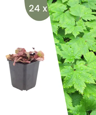 Produktbild von Plants by Frank | 24 Schaumblüten Pflanzen | Tiarella Cordifolia | Bodendecker | Winterhart | Mehrjährig | Gartenpflanzen