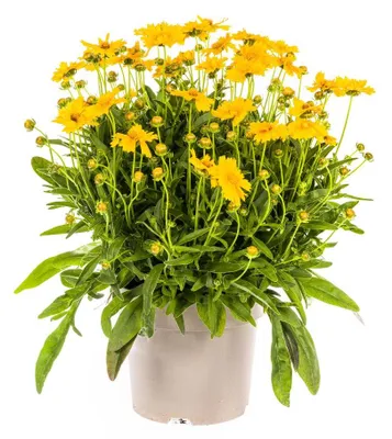Zdjęcie produktu dla Coreopsis grandiflora - żółte kwiaty - 50-60cm - Ø19cm - Roślina ogrodowa