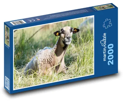 Obrázok produktu pre martinpuzzle - Puzzle 2000 - Ovce ležia na tráve