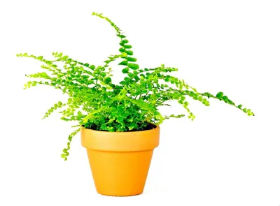 Obrázek produktu pro Gardners Nephrolepis, průměr 6 cm