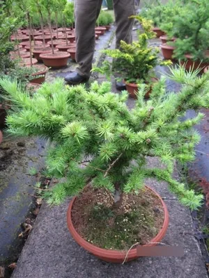 Produktbild von Larix kaempferi Grey Pearl - Zwerglärche Grey Pearl - 40-60