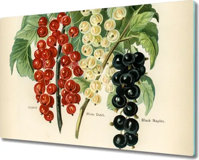 Produktbild von Coloray Herdabdeckplatte 80x52 cm Schneidebrett Kochplattenabdeckung Küchenbrett Hackbrett - Fruchtzweig Blätter