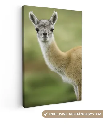 Produktbild von OneMillionCanvasses® - Leinwandbilder - 90x140 cm, Lama - Tiere - Porträt, Wandbilder Kunstdruck Wanddekoration - Foto auf Leinwand - Gemälde auf Holzrahmen - Wandschmucke - Schlafzimmer