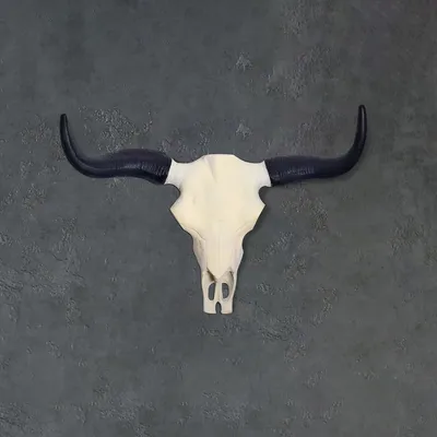 A bull skull with black horns mounted on a textured gray wall.