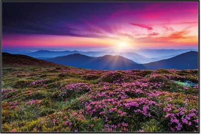 Produktbild von Wallario Wandbild Blumenbedeckte Wiese bei Sonnenuntergang, Größe: 61 x 91,50 cm, Poster mit schwarzem Aluminiumrahmen