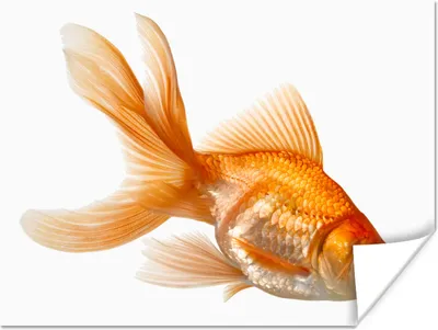 Produktbild von MuchoWow® Poster Goldfisch - Weiß 160x120 cm - Foto Plakat