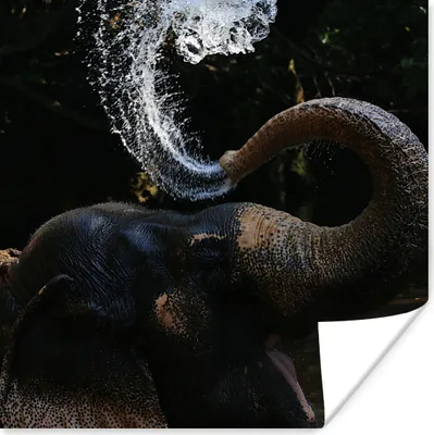 Produktbild von MuchoWow® Poster Elefant spuckt Wasser 30x30 cm - Wandposter - Printing