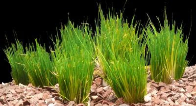 Produktbild von 10 Bund Zwergnadelsimse (Eleocharis Parvula)