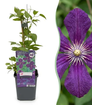 Image de Clematis Viticella Polish Spirit - Clématite - Violet - Plante grimpante - 25-35cm - Ø9cm - Plante de jardin