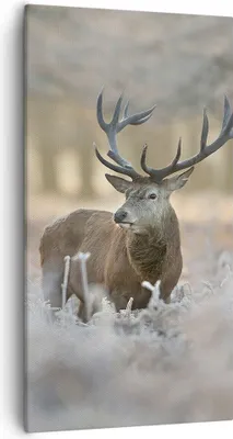 Produktbild von Bild auf Leinwand - Leinwandbild - Hirsch Wald Natur - 55x100cm - Wand Bild - Wanddeko - Wandbilder - Leinwanddruck - Bilder - Kunstdruck - Wanddekoration - Leinwand bilder - Wandkunst - PA55x100-3744