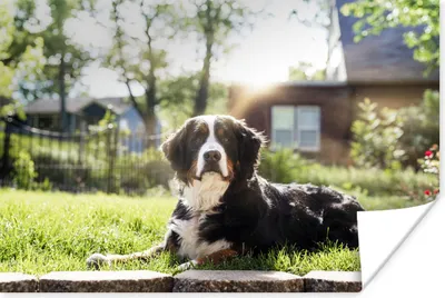 Produktbild von MuchoWow® Poster Sonnenstrahlen entlang des Berner Sennenhundes 120x80 cm - Bilder