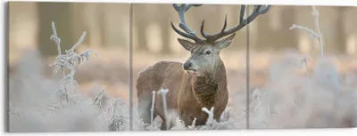 Produktbild von Bild auf Leinwand - Leinwandbild - Hirsch Wald Natur - 150x50cm - Wand Bild - Wanddeko - Wandbilder - Leinwanddruck - Bilder - Kunstdruck - Wanddekoration - Leinwand bilder - Wandkunst - CA150x50-3744