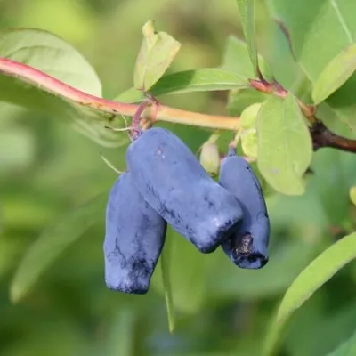 Produktbild von Sibirische Blaubeere Blue Velvet® Lonicera kamtschatica vitaminreich ca. 40-60 cm im 2,5 Liter Topf