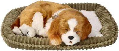 Zdjęcie produktu dla Oddychający szczeniaczek Cavalier Perfect Petzzz