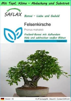 Produktbild von SAFLAX Garden to go - Felsenkirsche - Prunus mahaleb - 30 Samen - Mit Topf, Klima - Deckel und Anzuchtsubstrat