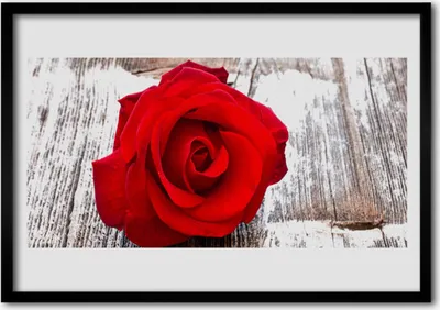 Produktbild von Bild 70x50 MDF-Rahmen Wandkunst Rose Blume Pflanze Natur