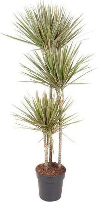 Obrázek produktu pro Drakovník Dracaena Bicolor Carrousel 150 cm, průměr 24 cm, pokojová rostlina nenáročná na péči