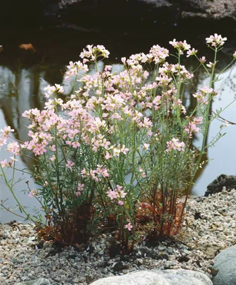 Produktbild von Cardamine trifolia, dreiblättrige Zahnwurz, ca. 9x9 cm Topf