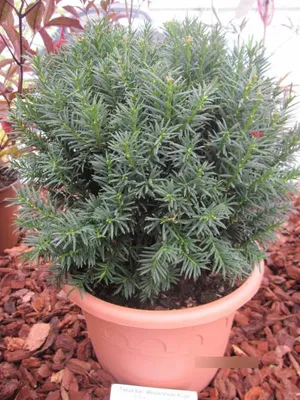 Produktbild von Taxus baccata Westerstede Kugel - Robuste Eibe - Formschnitt-Kugel - 25-30
