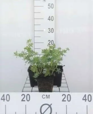 Immagine prodotto di 6 x Geranium sang. 'Album' - Cranesbill - vaso 9 x 9 cm