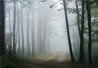 Produktbild von Fototapete Wald - Natur Bäume - 350x250 cm - inklusive kleister - Vlies Tapete - Vliestapete Wohnzimmer Schlafzimmer Küche Modern Wandtapete