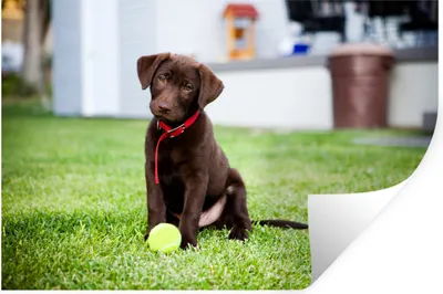 Produktbild von MuchoWow® Wandtattoo Wandsticker Wandaufkleber Labrador Retriever Welpe mit einem Tennisball 30x20 cm Selbstklebend und Repositionierbar - Wierderverwendbar - Selbstklebend