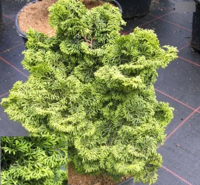 Produktbild von Chamaecyparis obtusa Kosteri - Fächerblattscheinzypresse - 30-40cm