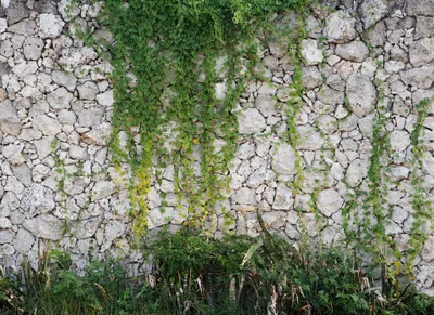 Produktbild von Fototapete Natursteinmauer | 3D Mauer Tapete mit Ranken in Grün | Naturstein Fototapete mit Pflanzen ideal für Flur und