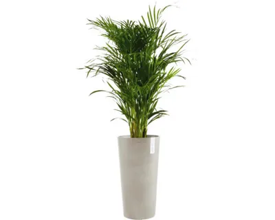 Obrázek produktu pro Květináč Ecopots Amsterdam plastový Ø 47 cm 49,8 x 49,8 x 91 cm hnědý