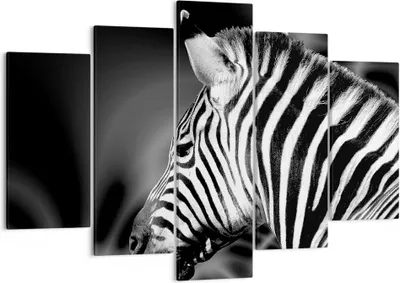 Produktbild von Bild auf Leinwand - Leinwandbild - Tier Zebra Streifen - 150x100cm - Wand Bild - Wanddeko - Leinwanddruck - Bilder - Kunstdruck - Wanddekoration - Leinwand bilder - Wandkunst - EA150x100-0300