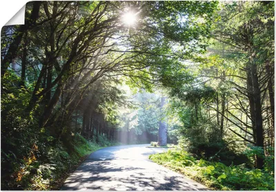 Produktbild von ARTland Poster Sonniger Wald Größe: 100x70 cm