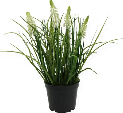 Produktbild von Deko Traubenhyazinthe Creme 26cm im Topf künstliche Blume