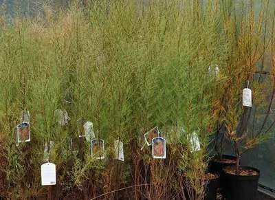 Obrázok produktu pre Tamarix tetrandra ( africana) - Tamarix 60- 80 cm - Kontajner