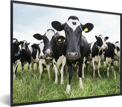Produktbild von MuchoWow® Gerahmtes Poster Kühe - Gras - Frühling - Tiere - Wiese - Bauernhof 80x60 cm - Poster mit Schwarzem Bilderrahmen Wandposter Rahmen Foto Bilder - Schwarzem - Mit Gestell