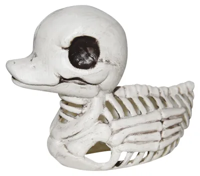 Produktbild von Skelett Ente als Knochengerüst 14 cm