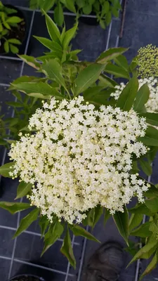 Image de Sambucus nigra / Sureau noir