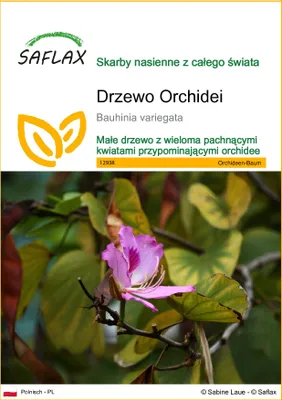 Zdjęcie produktu dla SAFLAX - Drzewo Orchidei - 8 Nasiona - Bauhinia variegata