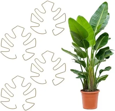 Produktbild von PolkaHome® Monstera Pflanzenstütze Set aus 4 - Runde Pflanzenstützringe, Kletterhilfe für Zimmerpflanzen - Robustes Eisen - 13 x 14 cm