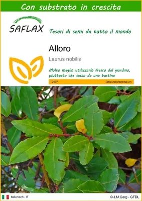 Immagine prodotto di SAFLAX - Alloro - 6 semi - Con substrato - Laurus