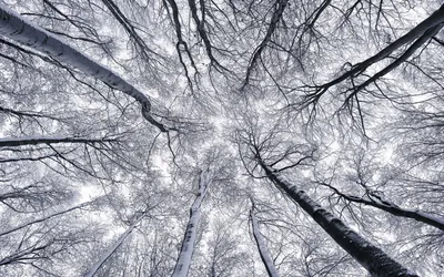 Produktbild von Sanders & Sanders Fototapete Bäume Grau 400 x 250 cm