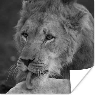 Produktbild von MuchoWow® Poster Löwe - Wild - Schwarz 75x75 cm - Wand Dekoration